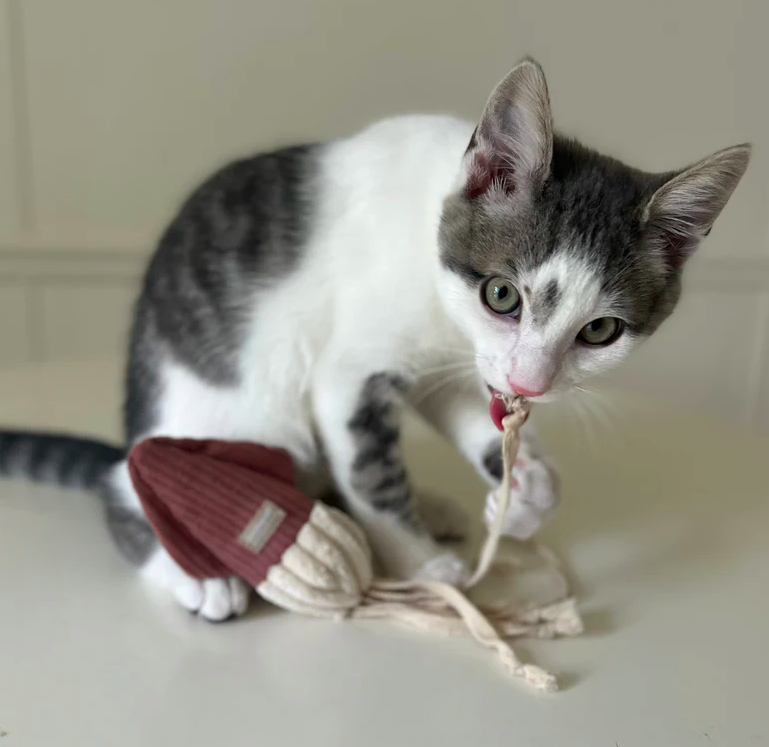 Lambwolf  - 布質墨魚（ 貓貓吱吱響玩具）