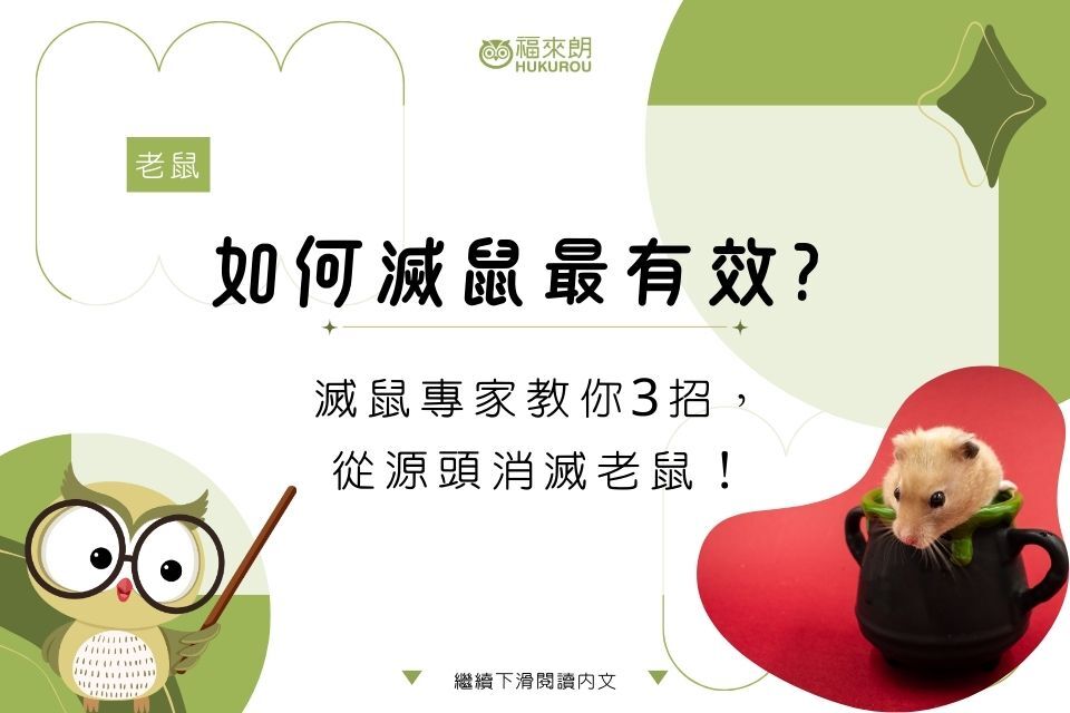 如何滅鼠最有效？滅鼠專家教你3招，從源頭消滅老鼠！