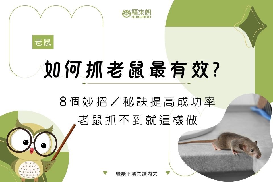 如何抓老鼠最有效？10個妙招／秘訣提高成功率，老鼠抓不到就這樣做