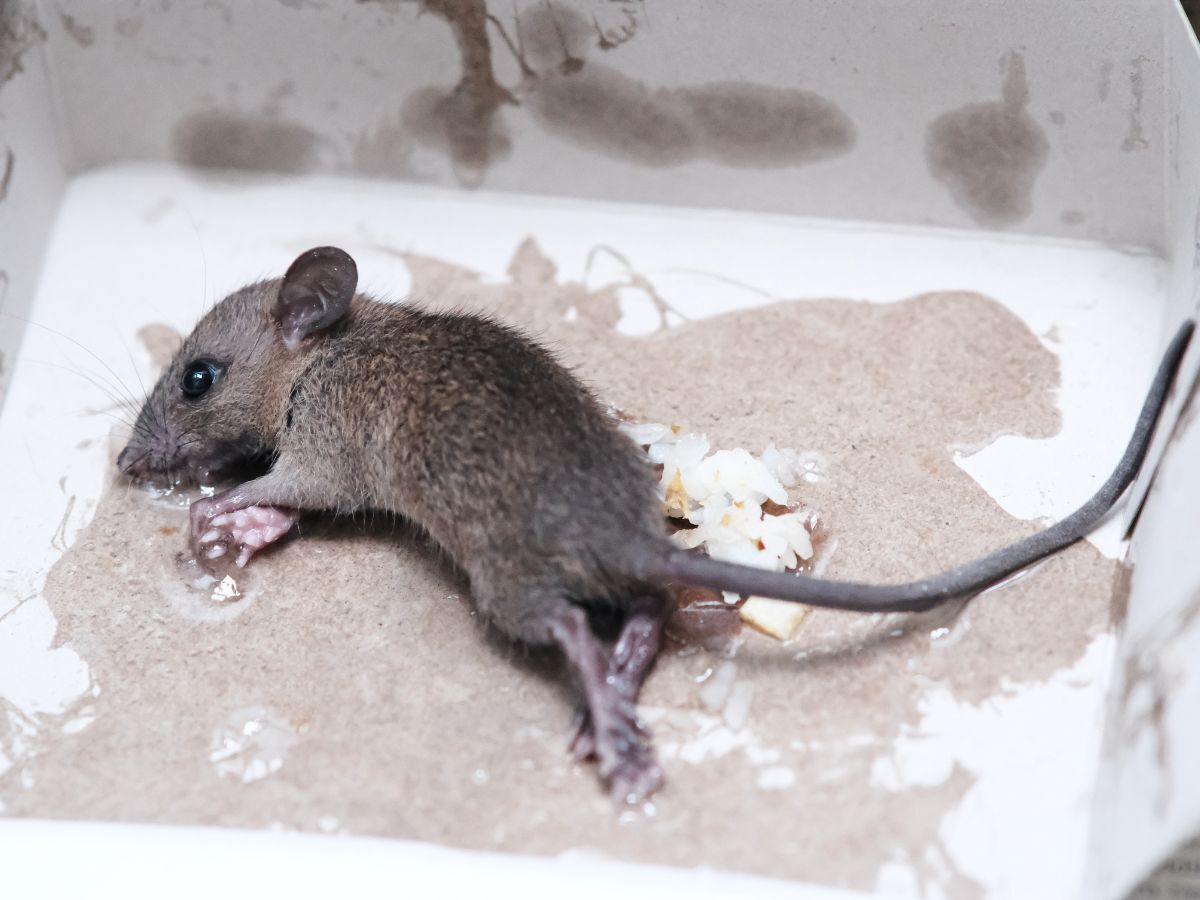 常見抓老鼠工具：黏鼠板（利用強力黏膠，當老鼠行走其上時，會被牢牢黏住而無法掙脫。）