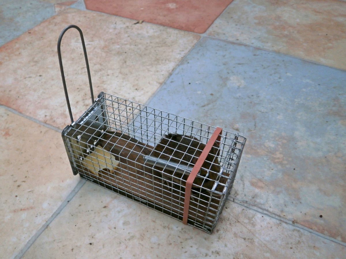 常見抓老鼠工具：捕鼠籠（利用誘餌吸引老鼠進入籠中，當老鼠踩踏到籠內深處的機關踏板時，會觸發連動桿，使籠門迅速落下，將老鼠活捉於籠內。）