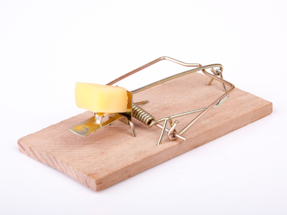 常見抓老鼠工具：捕鼠夾（同樣利用誘餌吸引，當老鼠碰觸到放置誘餌的壓力觸發器時，會瞬間釋放高彈力的金屬擊臂，強力夾擊老鼠，使其立即死亡或重傷。）