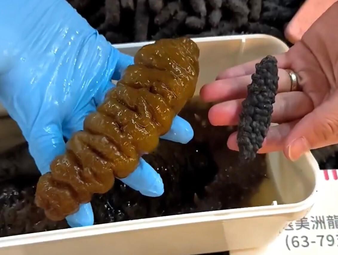 精選美洲龍紋參(63-79支)*折實滿$999包京東送貨上門*1812live