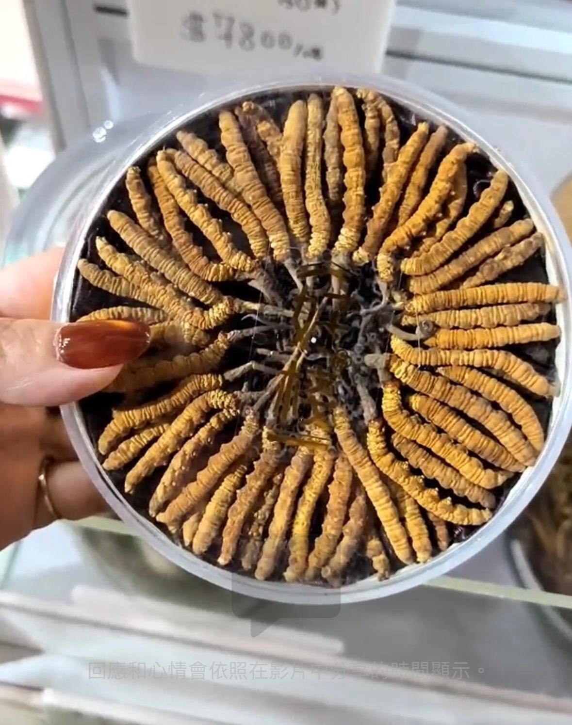 好棧精選凍乾西藏冬蟲夏草(120-140條)半兩裝*折實滿$999包京東送貨上門*1812live