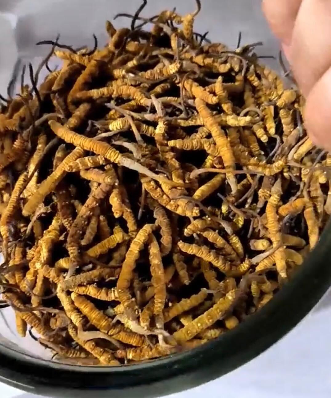 好棧精選凍乾西藏冬蟲夏草(120-140條)10克裝*折實滿$999包京東送貨上門*1812live