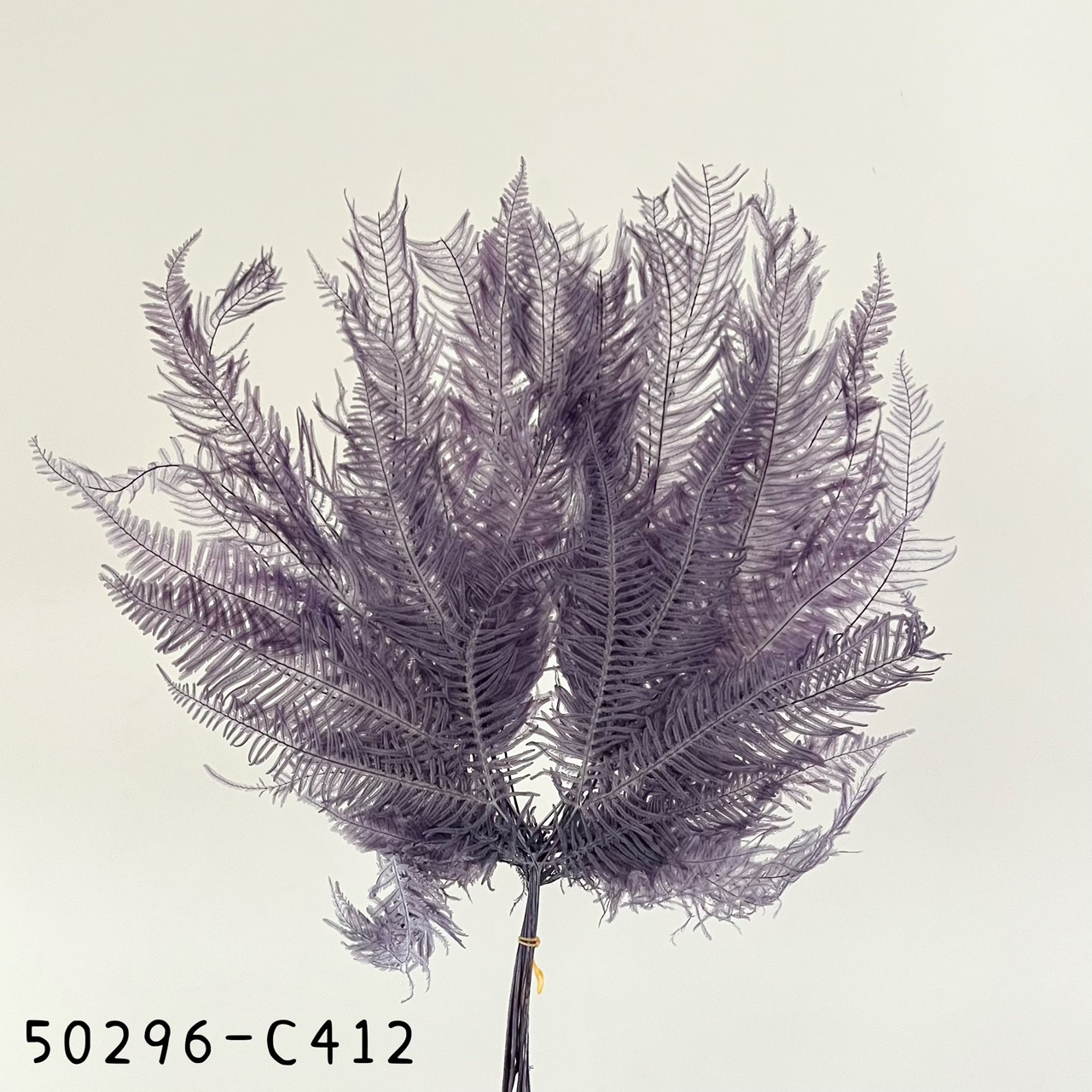 日本不凋芒萁-50296-C412