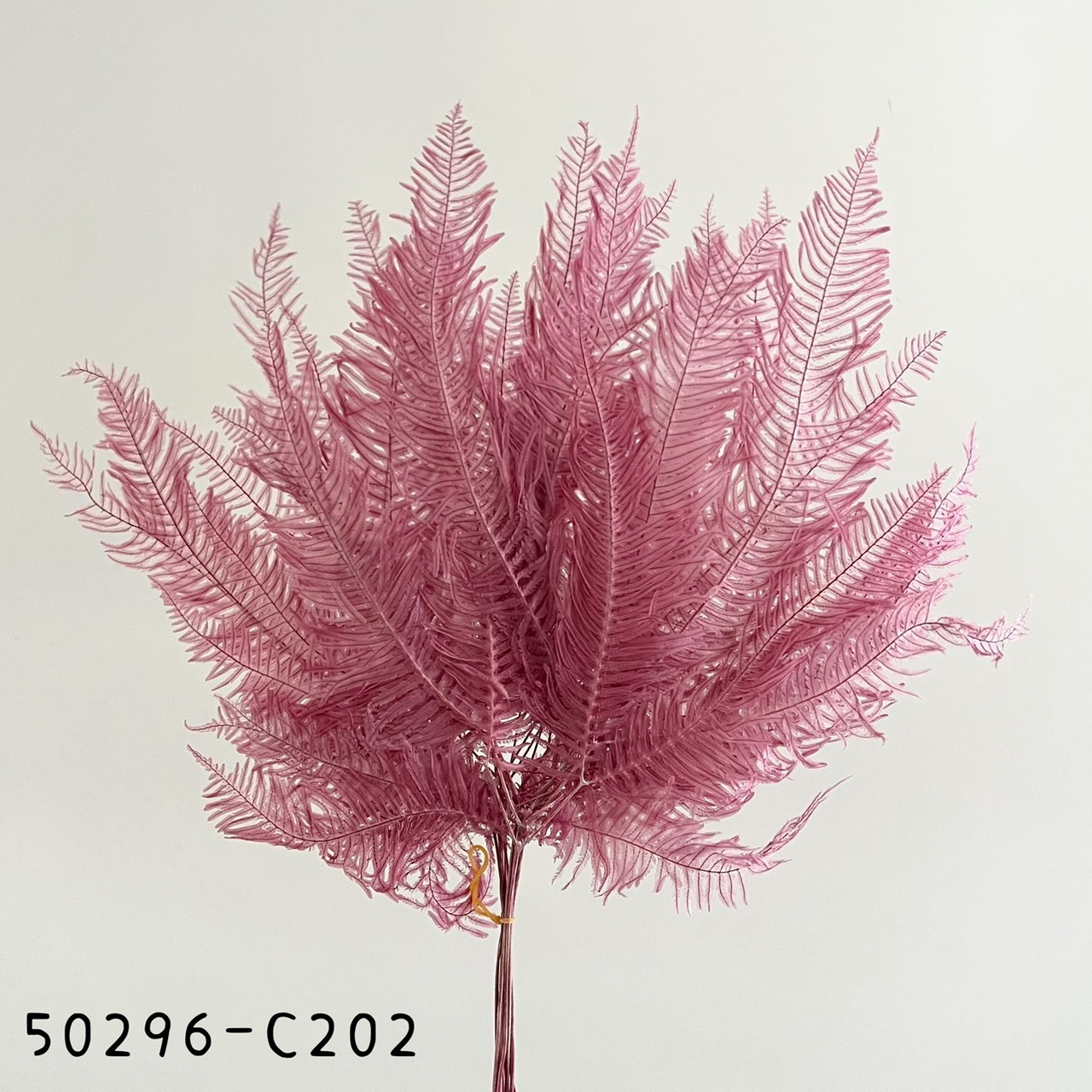 日本不凋芒萁 50296-C202