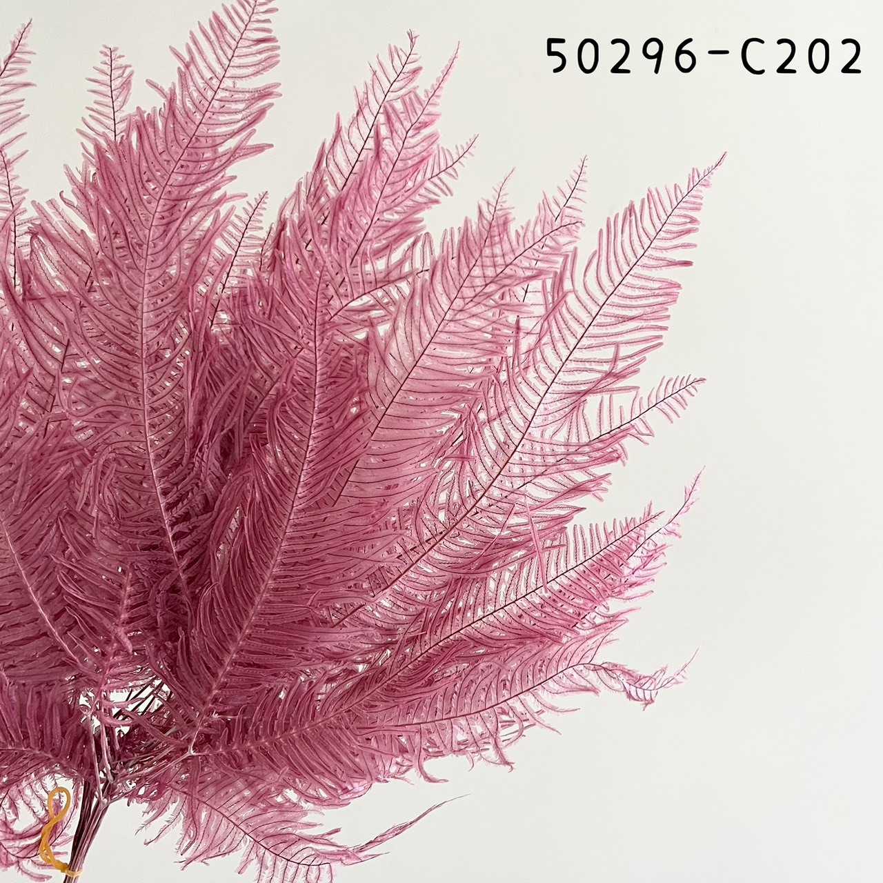 日本不凋芒萁 50296-C202