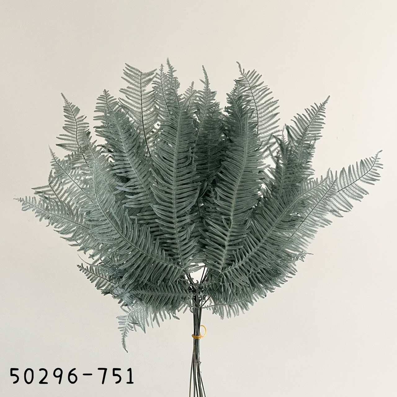 日本不凋芒萁 50296-751