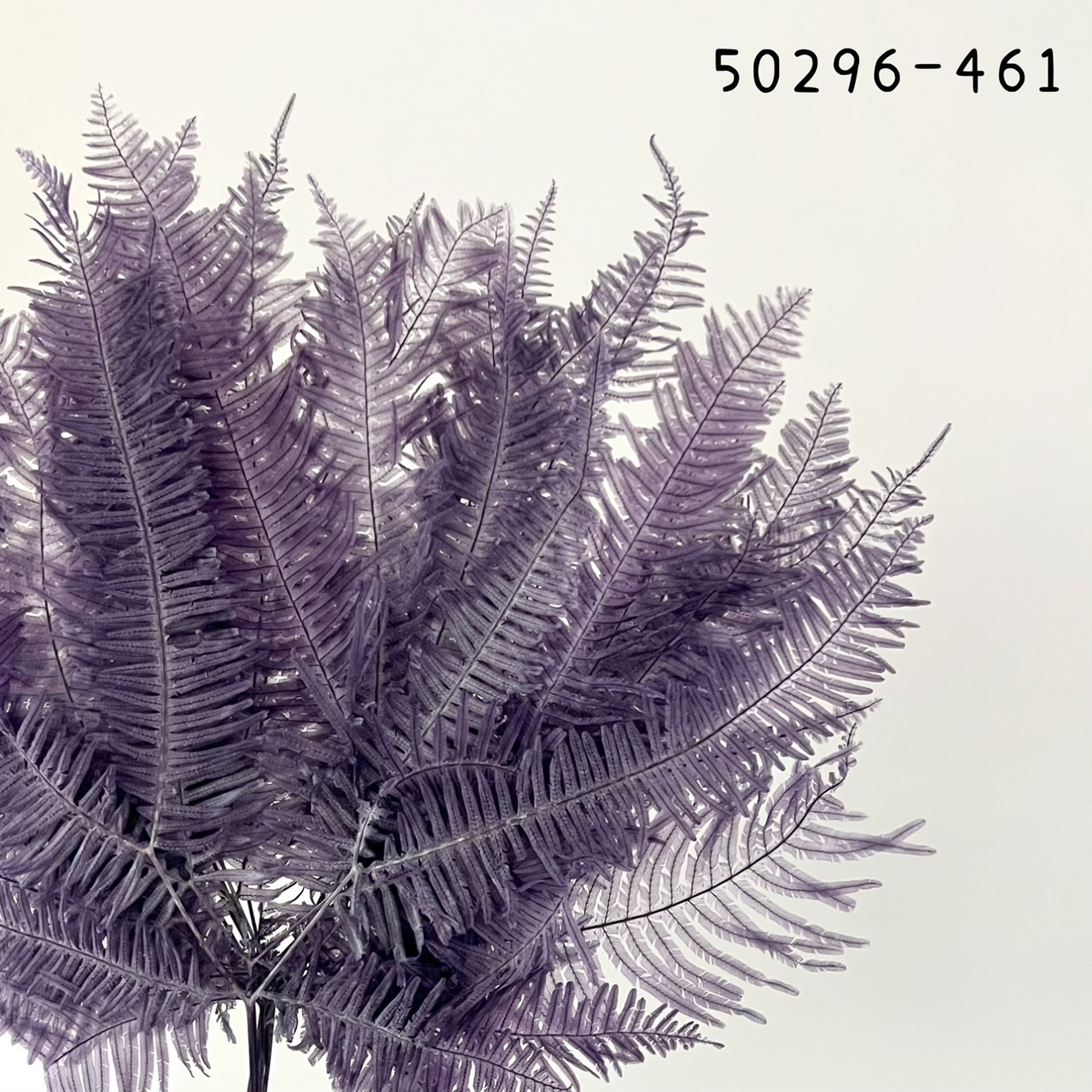 日本不凋芒萁 50296-461