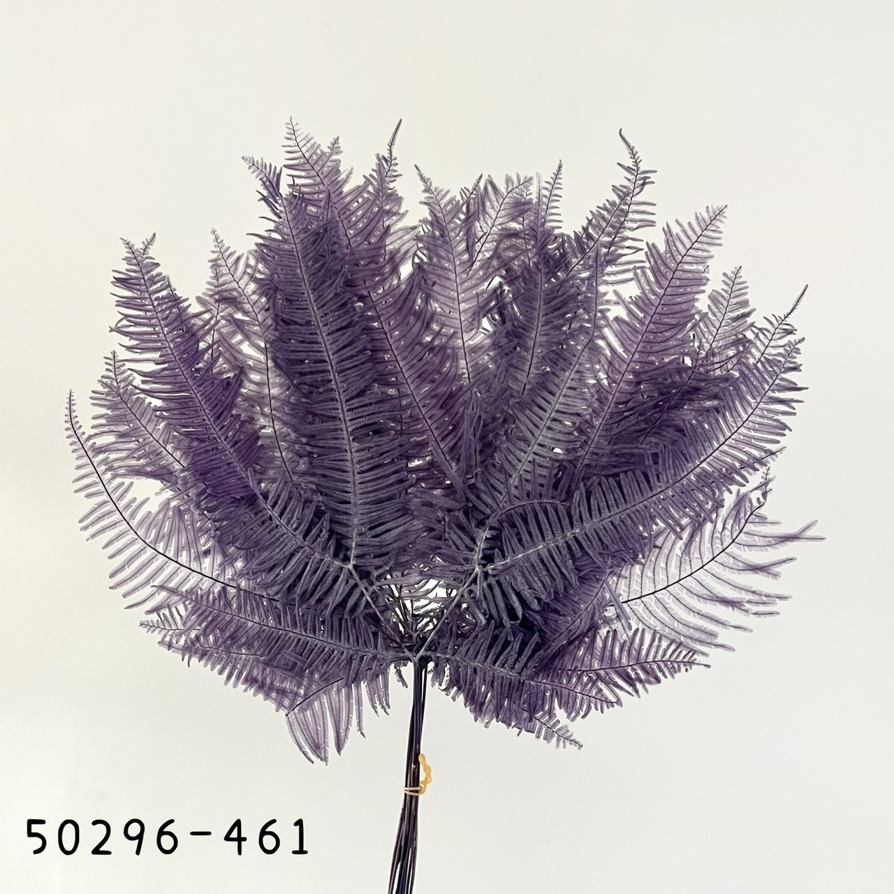 日本不凋芒萁 50296-461