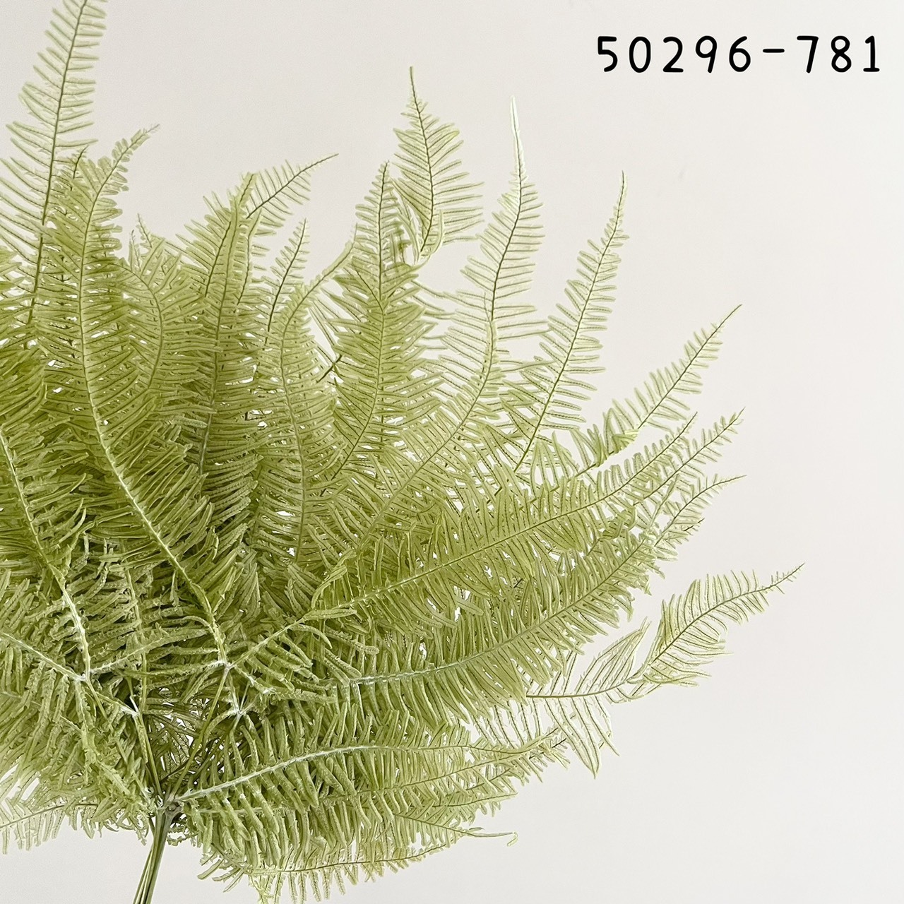 日本不凋芒萁 50296-781