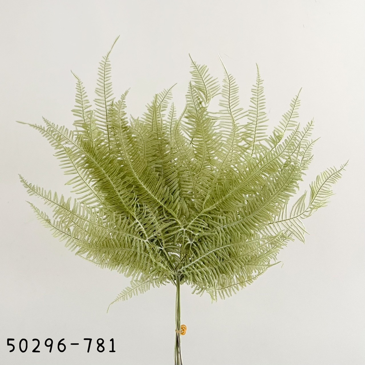 日本不凋芒萁 50296-781