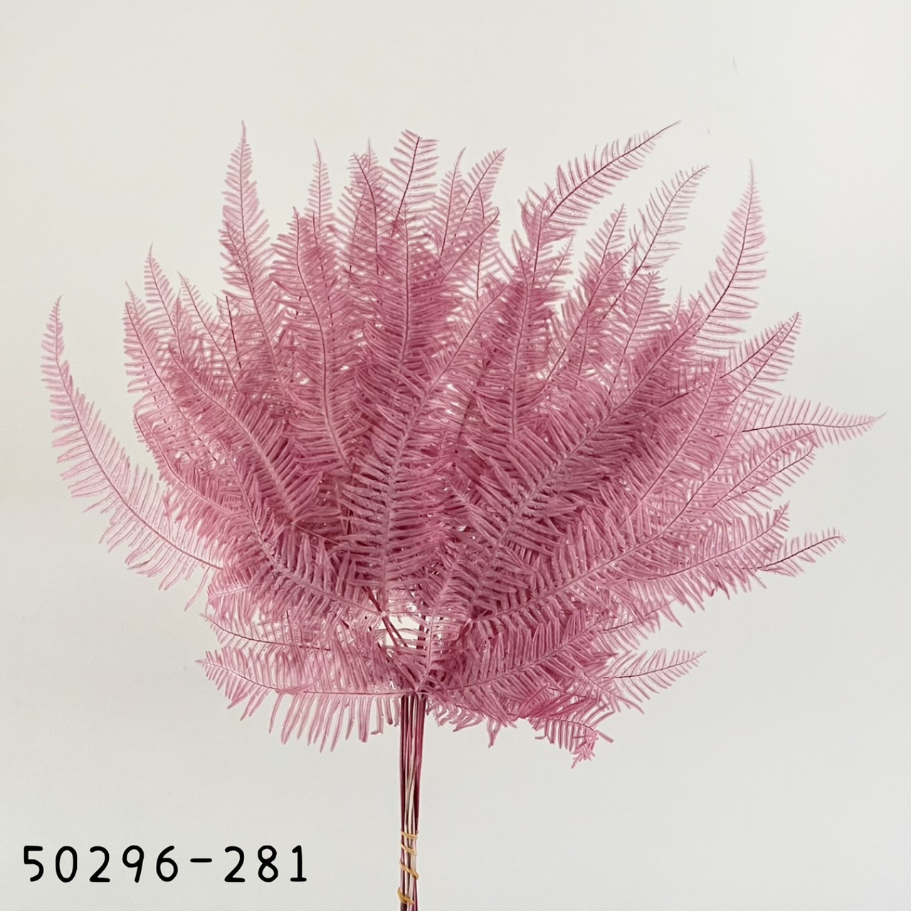 日本不凋芒萁 50296-281