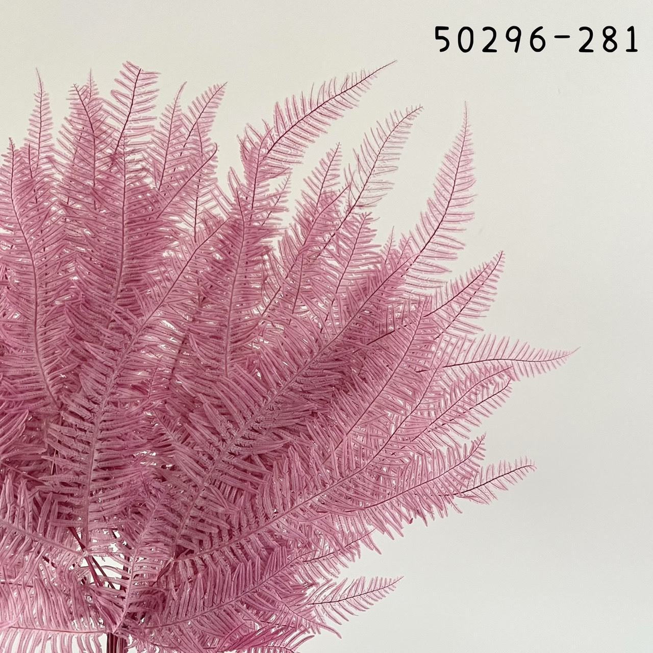 日本不凋芒萁 50296-281