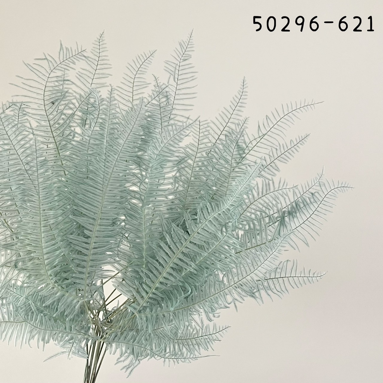 日本不凋芒萁 50296-621