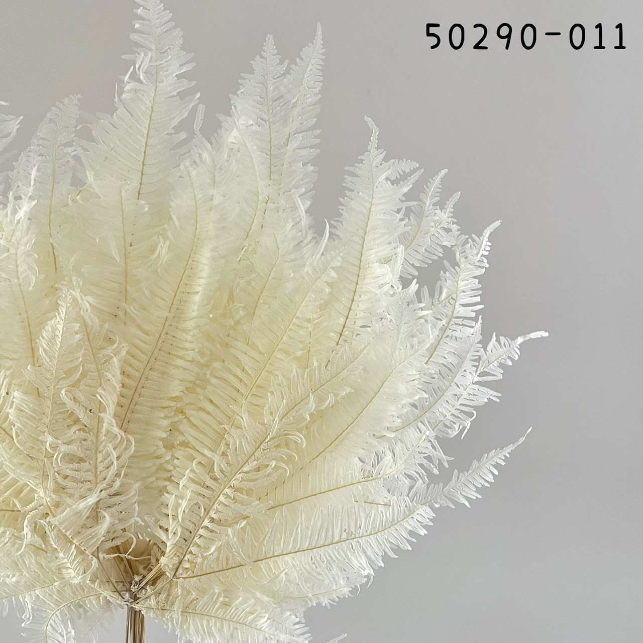 日本不凋芒萁 50290-011