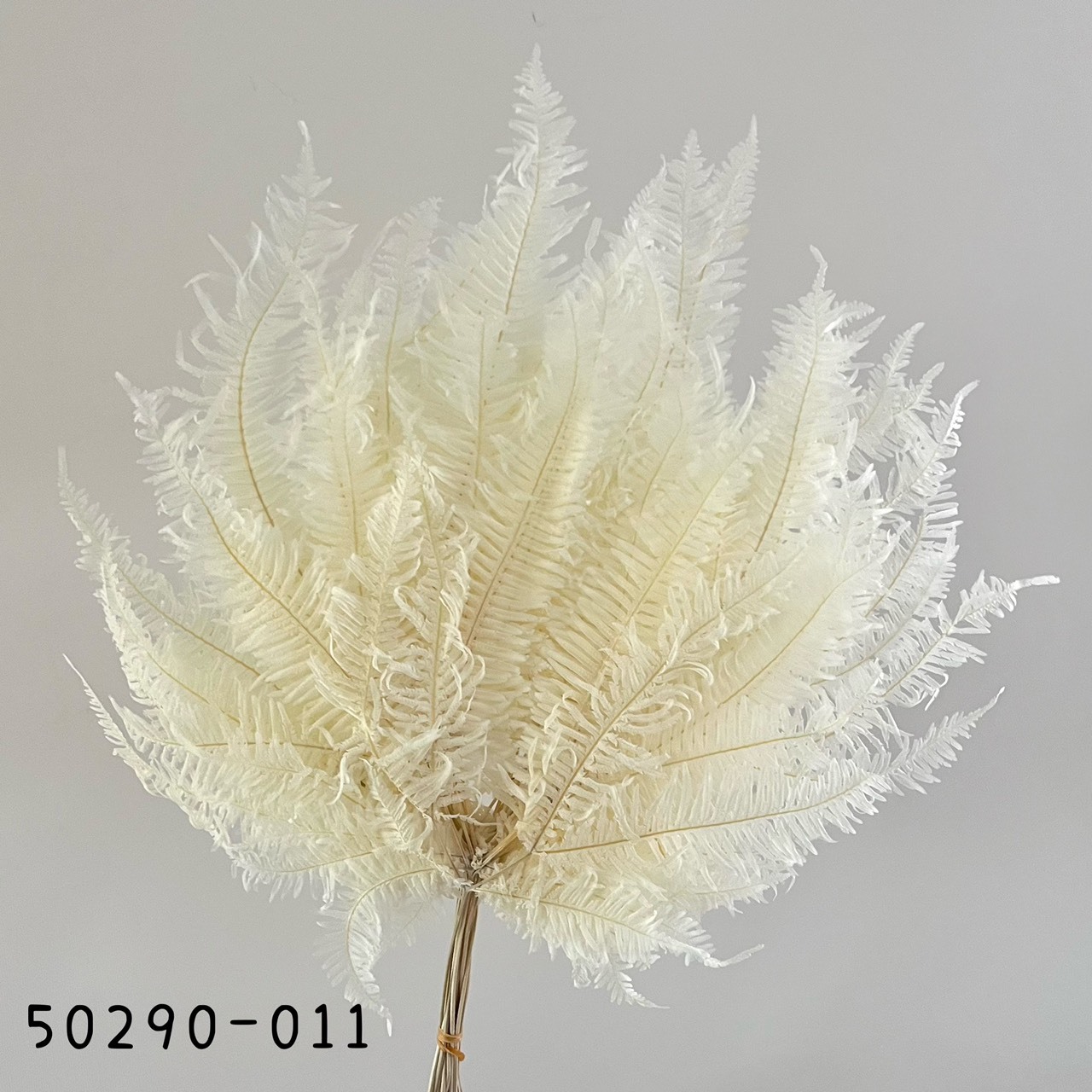 日本不凋芒萁 50290-011