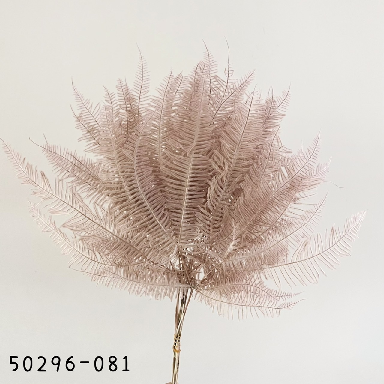 日本不凋芒萁  50296-081