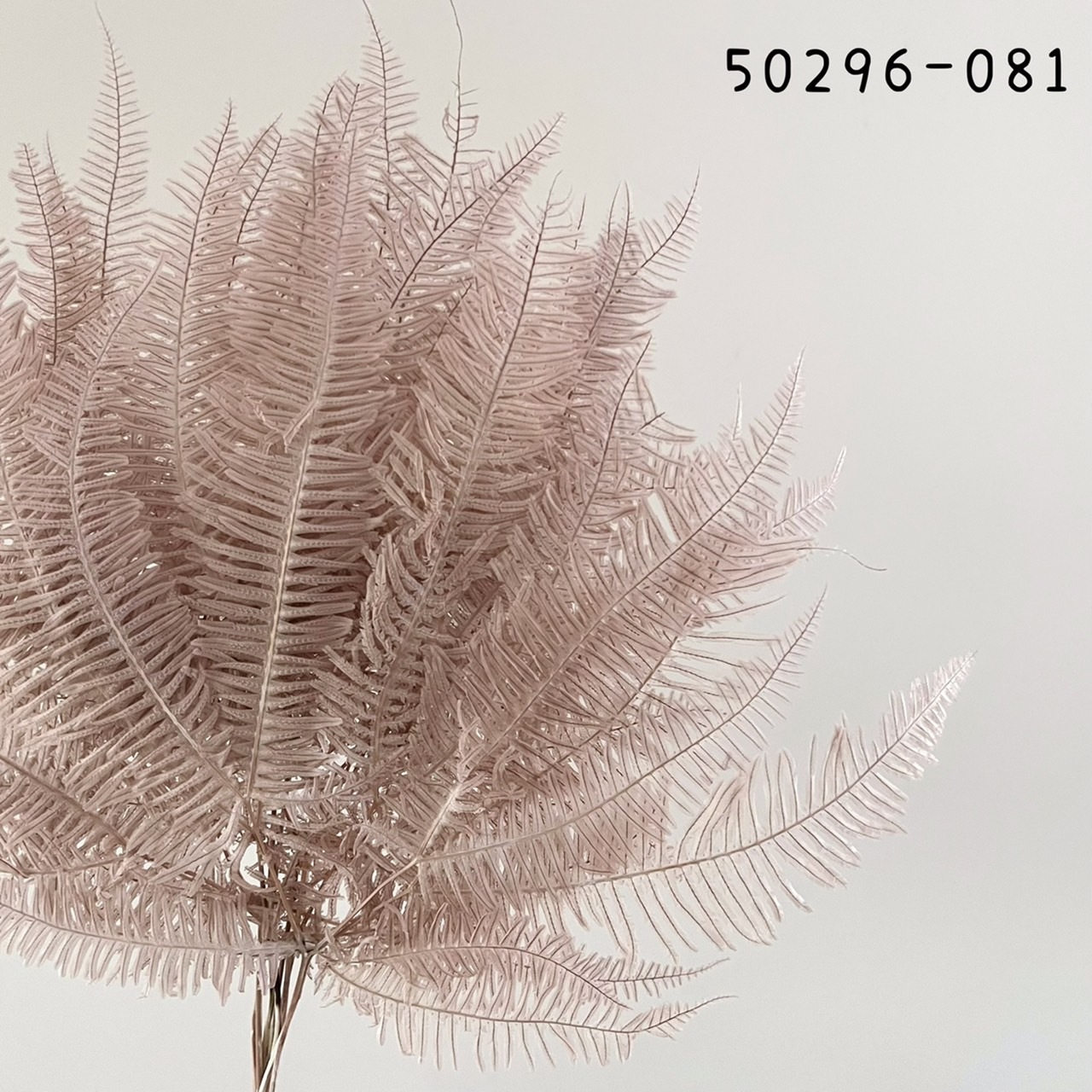 日本不凋芒萁  50296-081