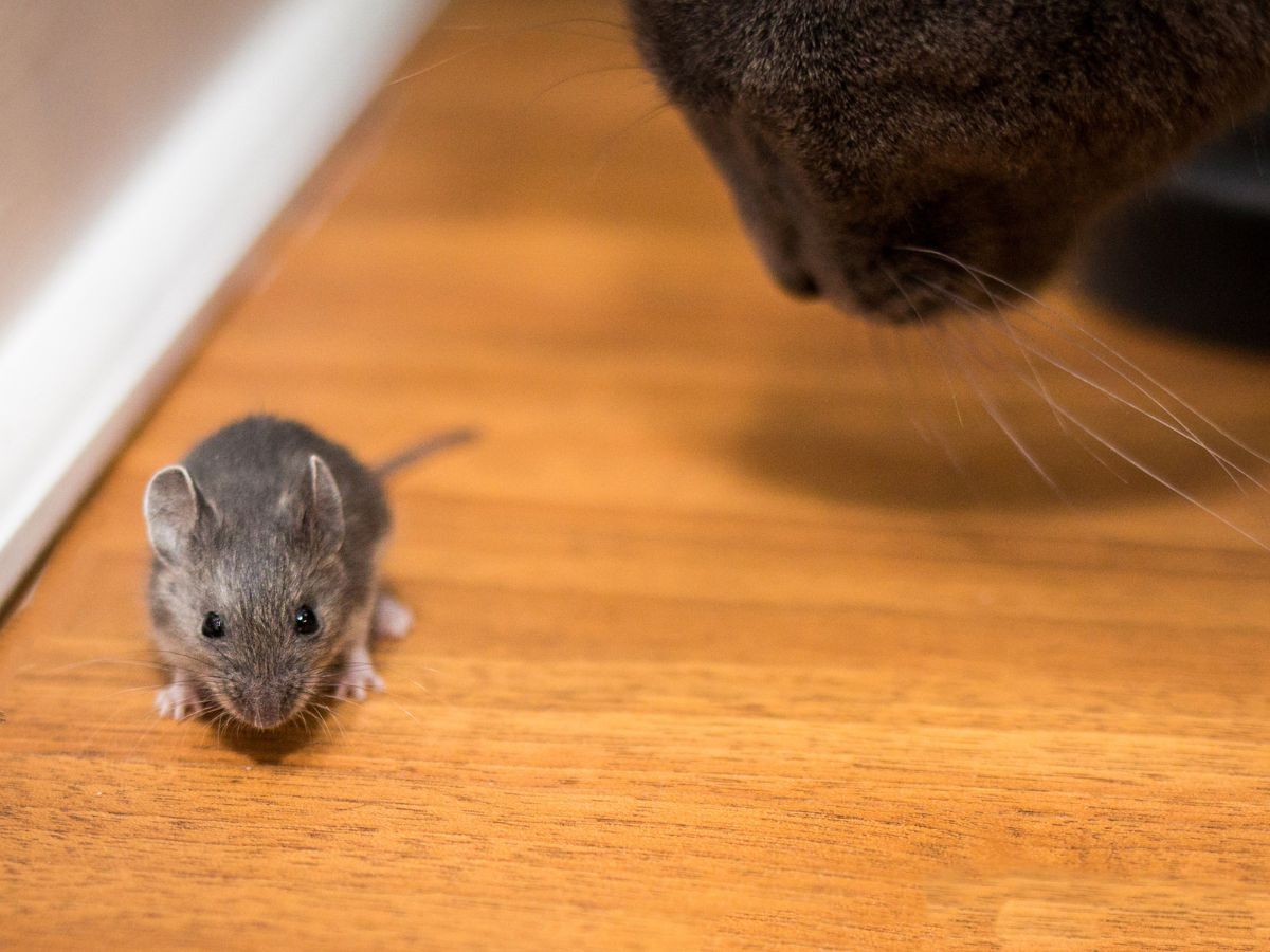 看完文章相信大家都認識了一些驅鼠方法，希望本篇有解決你們心中的困擾，如果覺得吸收到很多知識，也歡迎將文章留存或分享給更多朋友知道。