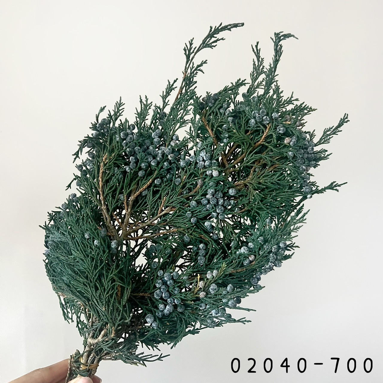 日本不凋石松 02040-700