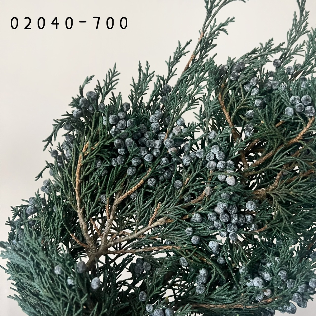 日本不凋石松 02040-700