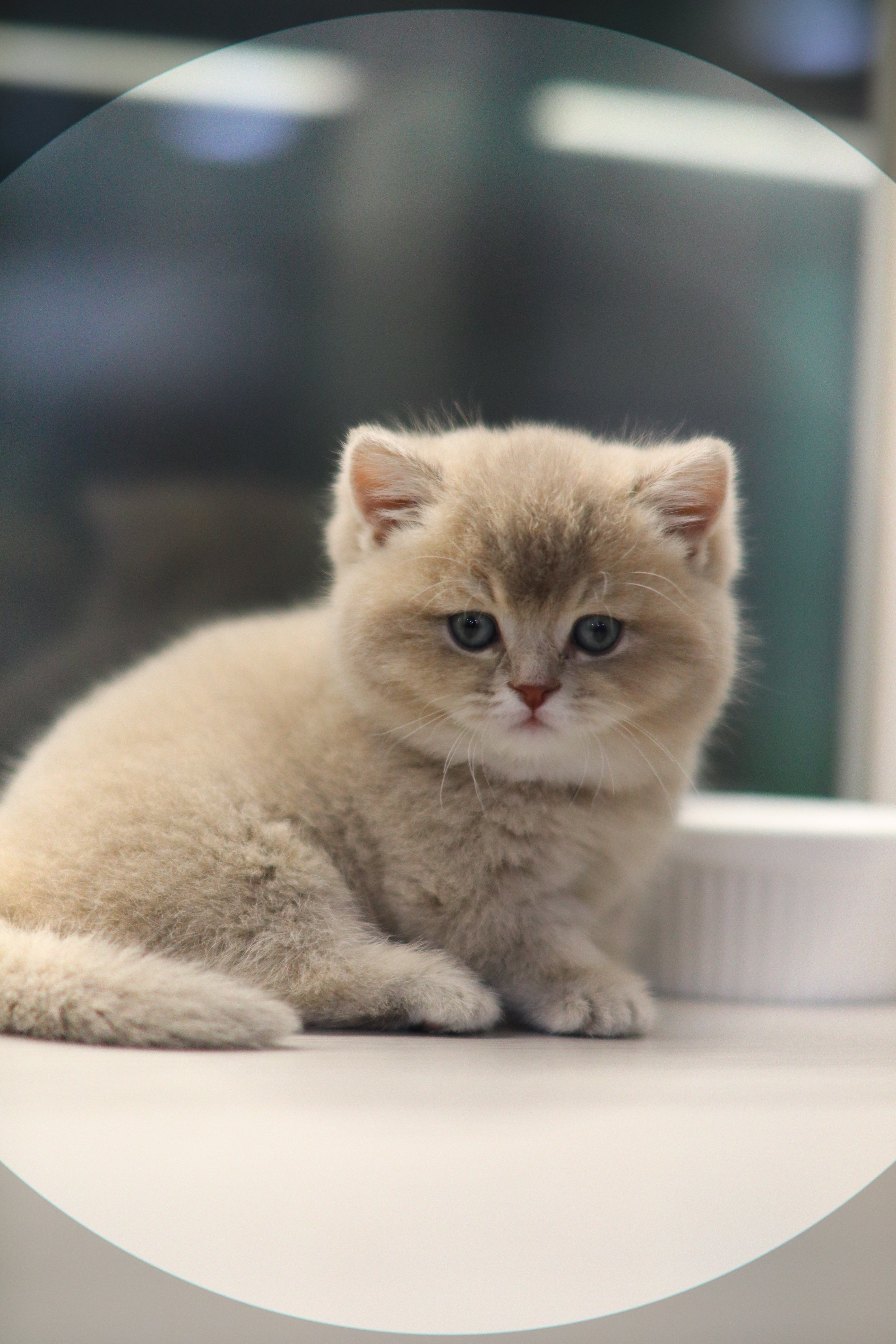 曼基 ｜ 藍金 ｜ 仔仔 ｜ box