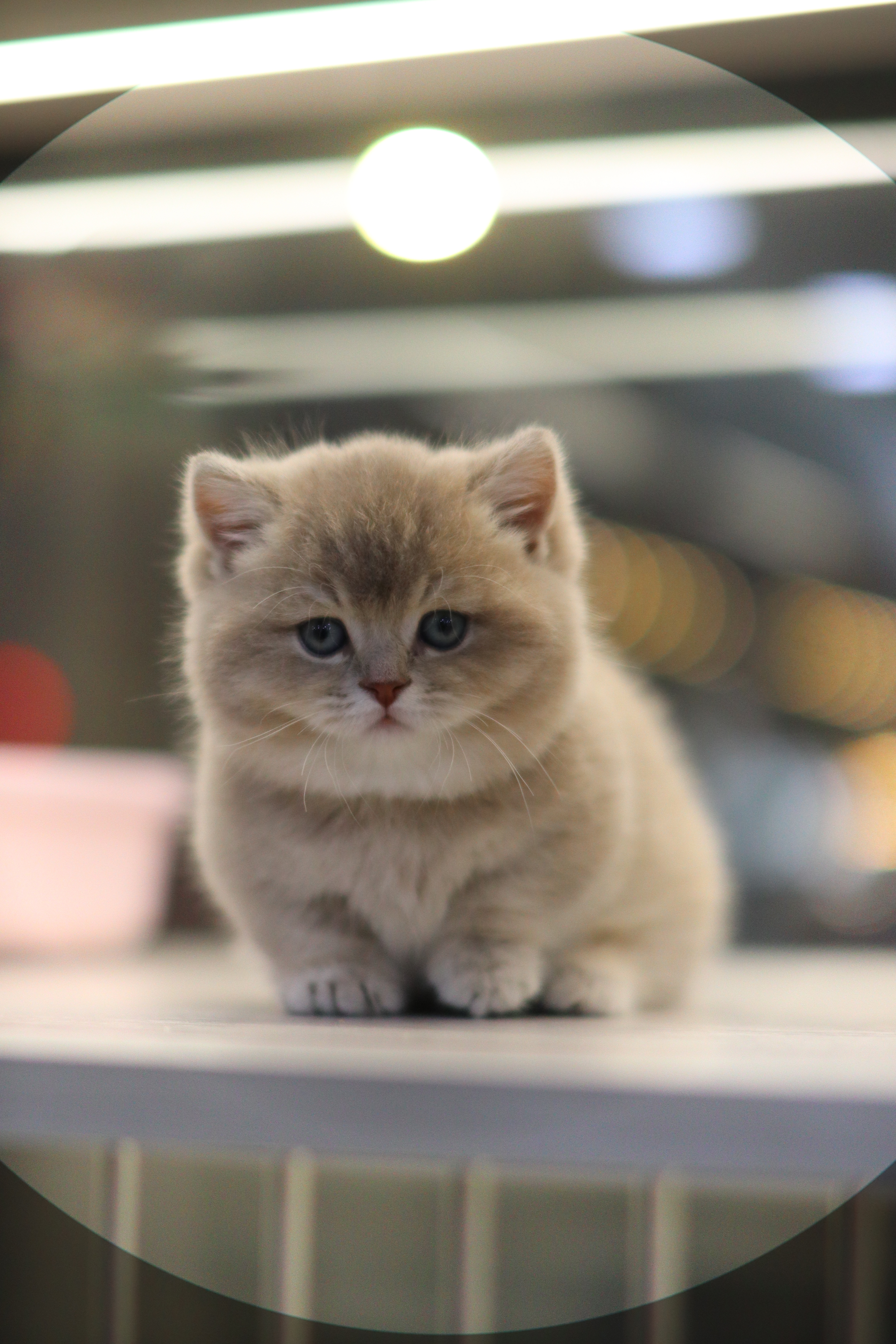 曼基 ｜ 藍金 ｜ 仔仔 ｜ box