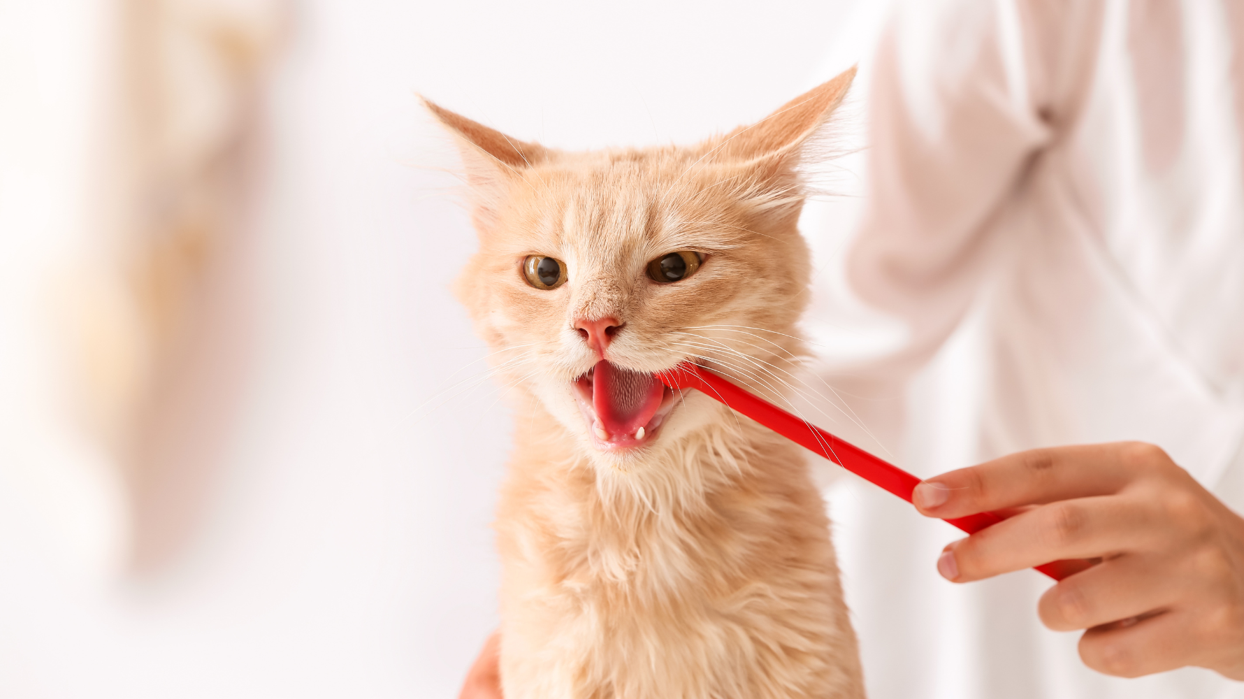 貓牙周病是一種由牙菌斑、牙結石與慢性發炎逐步造成的口腔疾病。