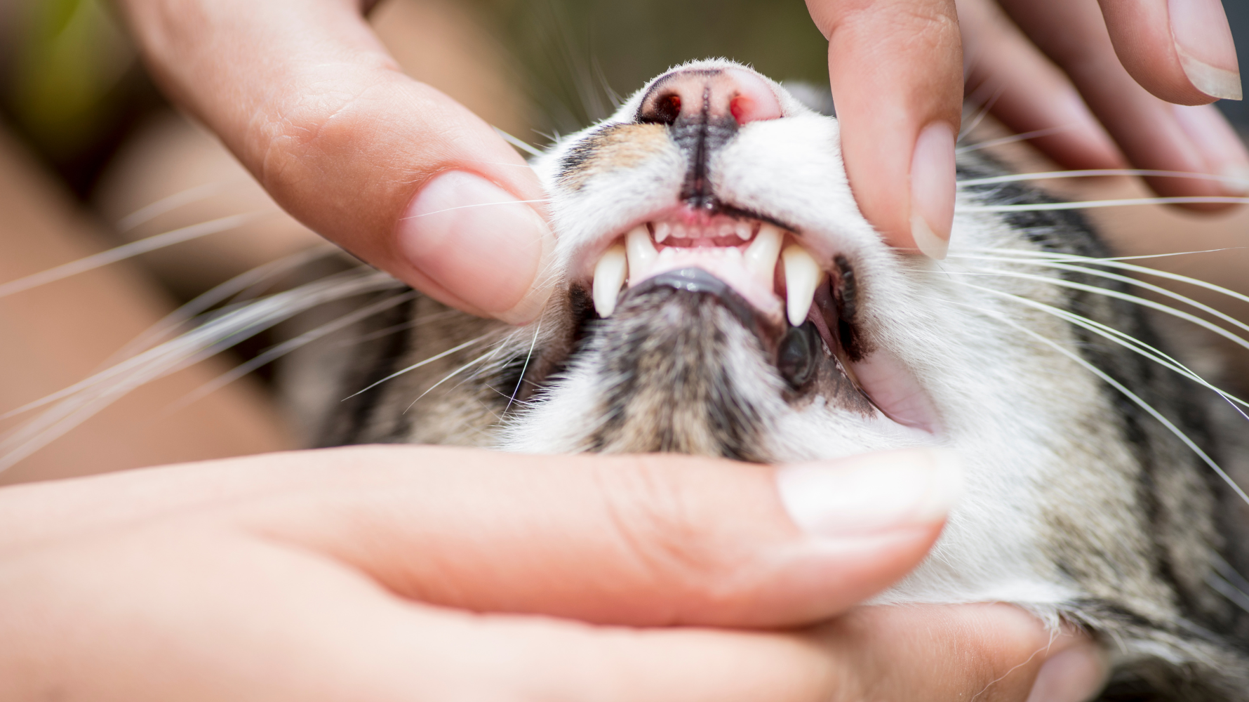 貓咪的牙周病症狀往往不明顯，牠們習慣忍耐疼痛、不會大聲表現不適，因此飼主多半直到進食困難或行為改變時才發現問題。