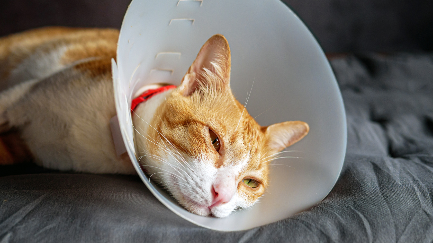 貓咪的洗牙在獸醫端被視為醫療處置，其目的並非追求牙齒外觀變乾淨，而是讓獸醫能評估牙齦線下的發炎狀況、牙菌斑與牙結石的堆積位置，並觀察牙根與牙周組織的健康。