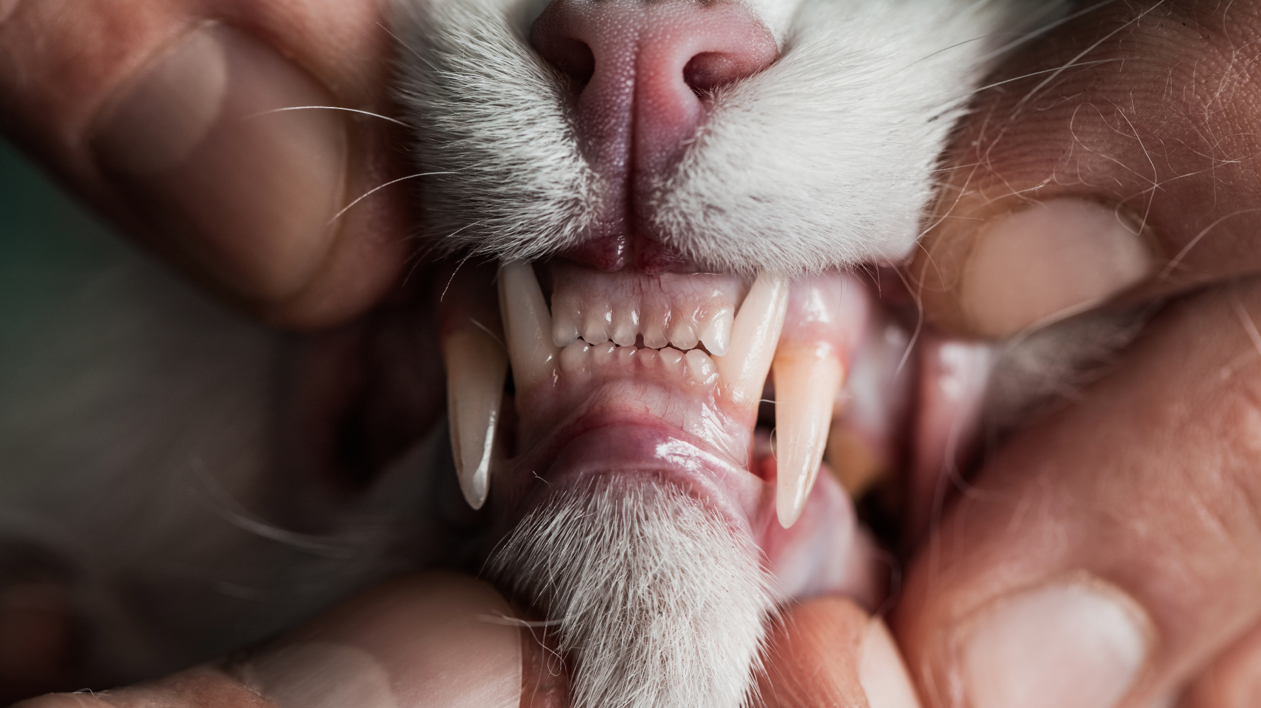 貓咪的牙齒問題常常在悄悄進行，但其實只要掌握最核心的方向，就能把牠的口腔健康照顧得更安心。