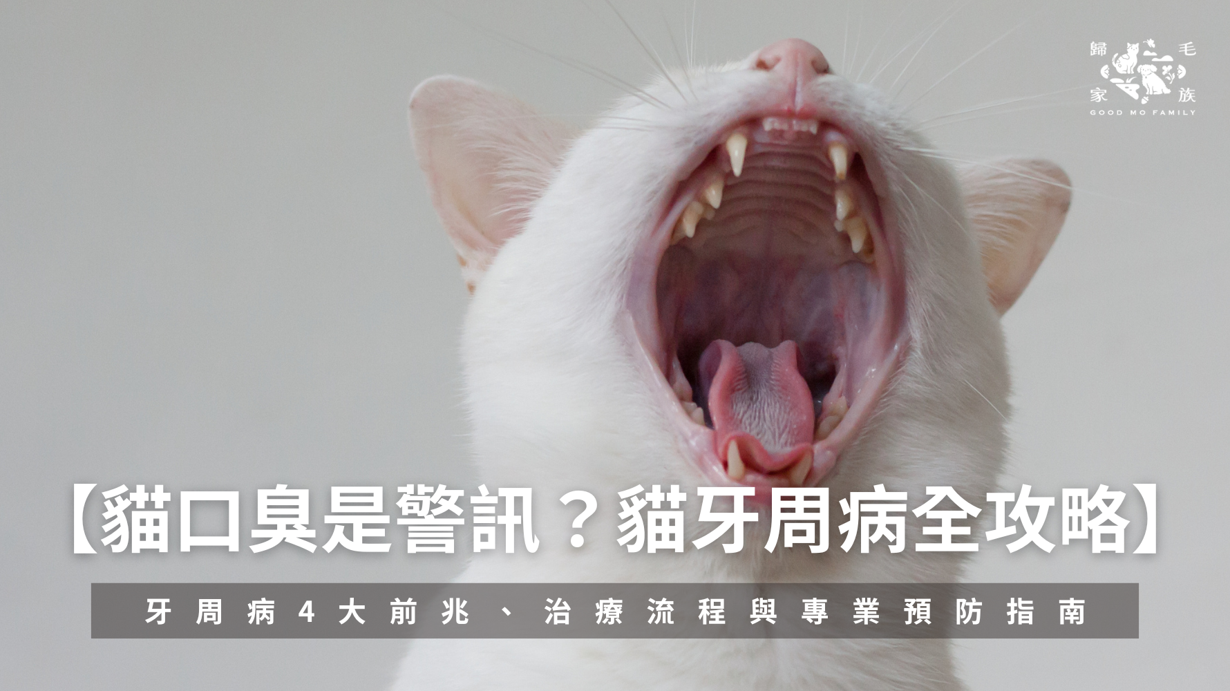 貓口臭是警訊？【貓牙周病全攻略】牙周病4大前兆、治療流程與專業預防指南