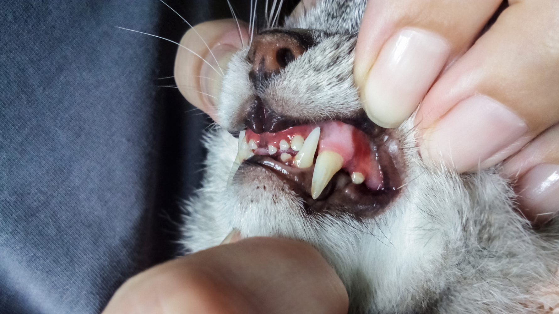 飼主必知！貓咪罹患牙周病的四大症狀前兆