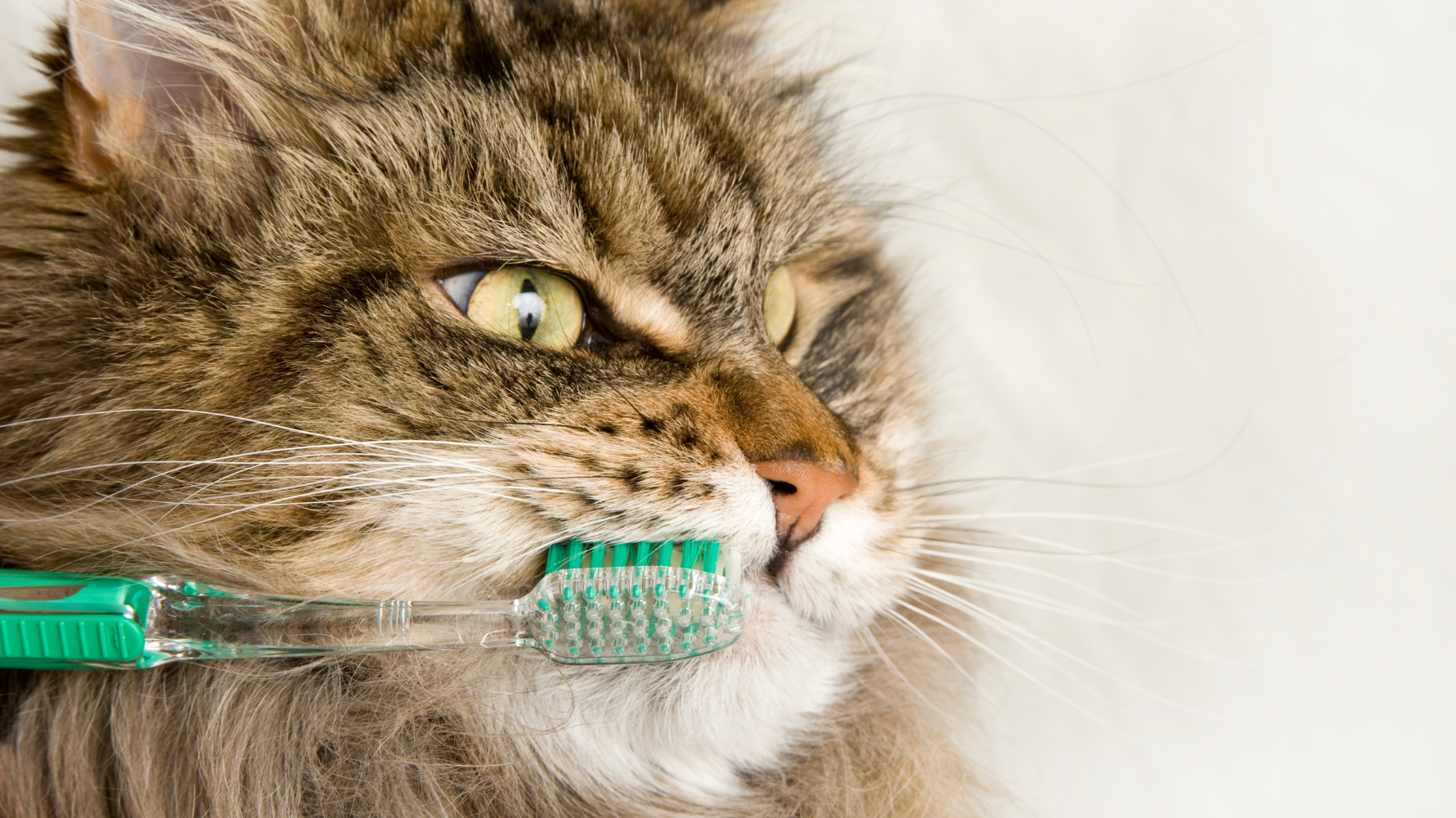 貓咪天生善於隱藏疼痛，當觀察到貓咪出現如流口水、只吃軟食或用單側咀嚼等行為時，已經是牙科疾病發展到中度甚至重度的表現。