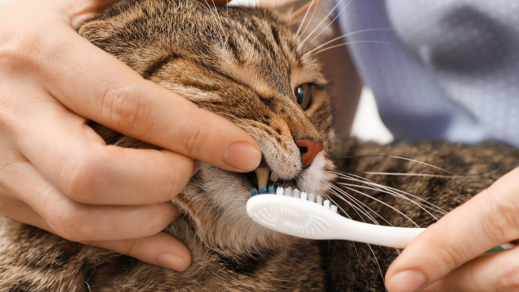 當牙周病已經發生，光靠刷牙是無法解決的。貓咪必須接受專業的牙科治療，而這些治療必須在麻醉下進行。