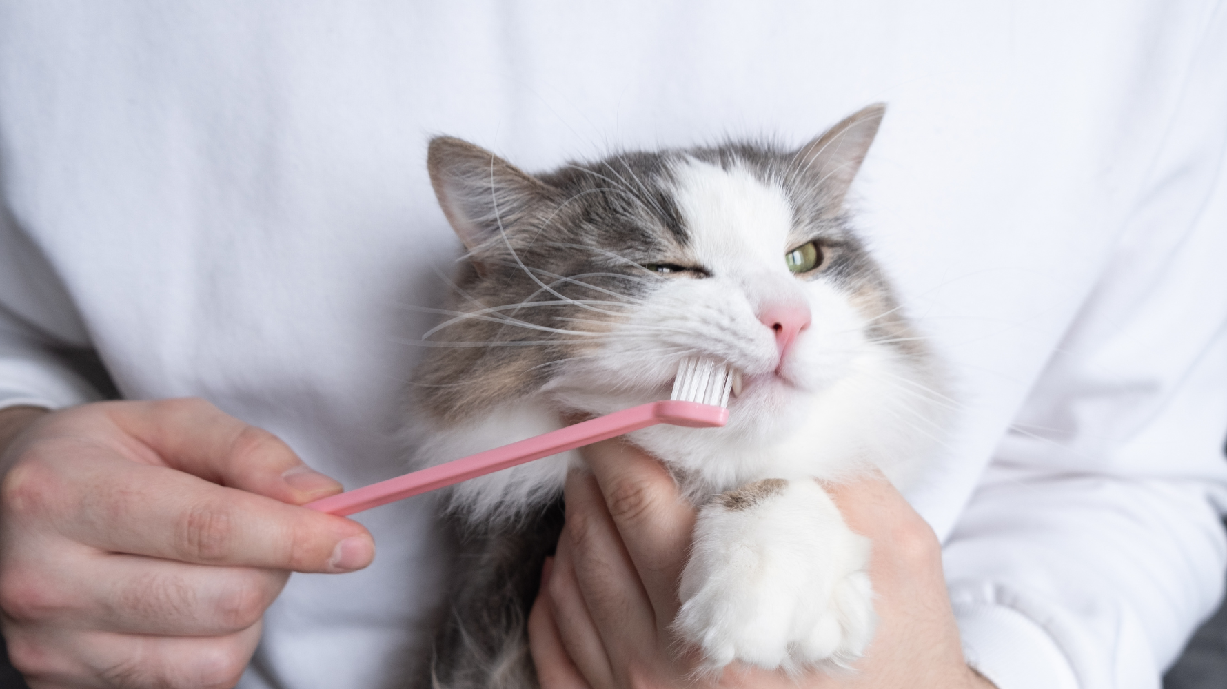 如果貓咪實在無法接受刷牙，可以搭配其他輔助產品：