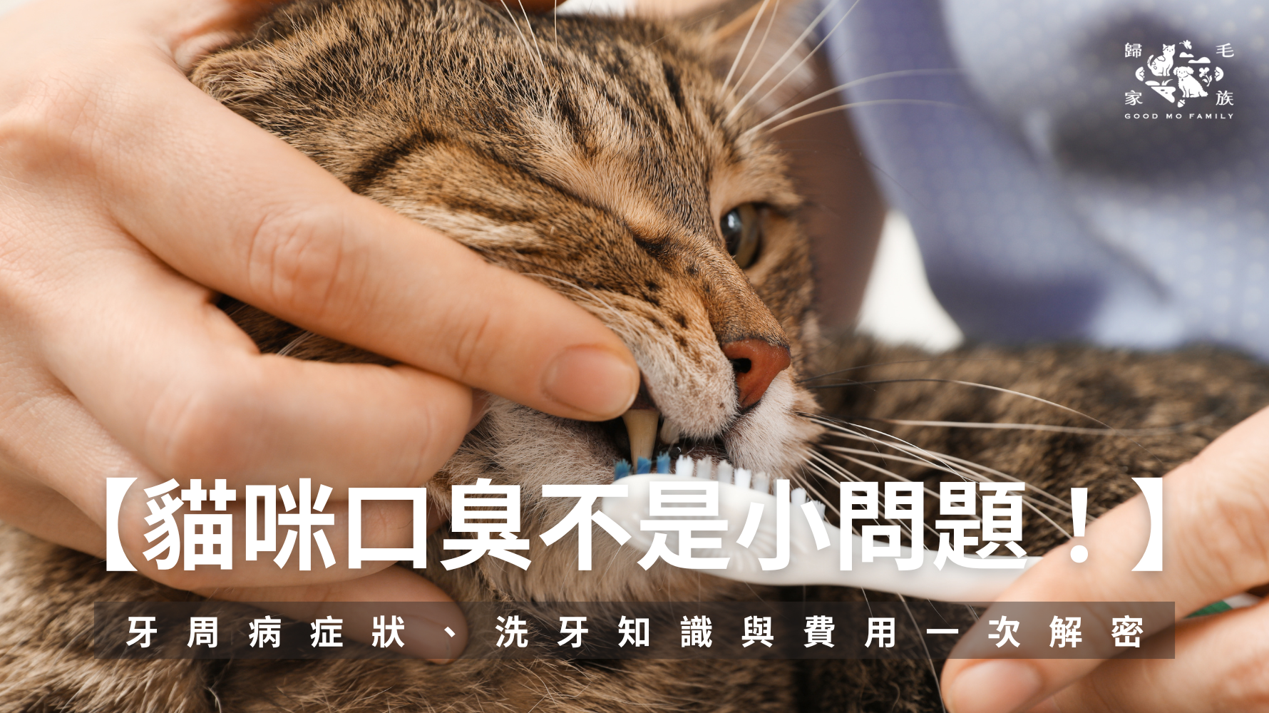 貓咪口臭不是小問題！牙周病症狀、洗牙知識與費用一次解密