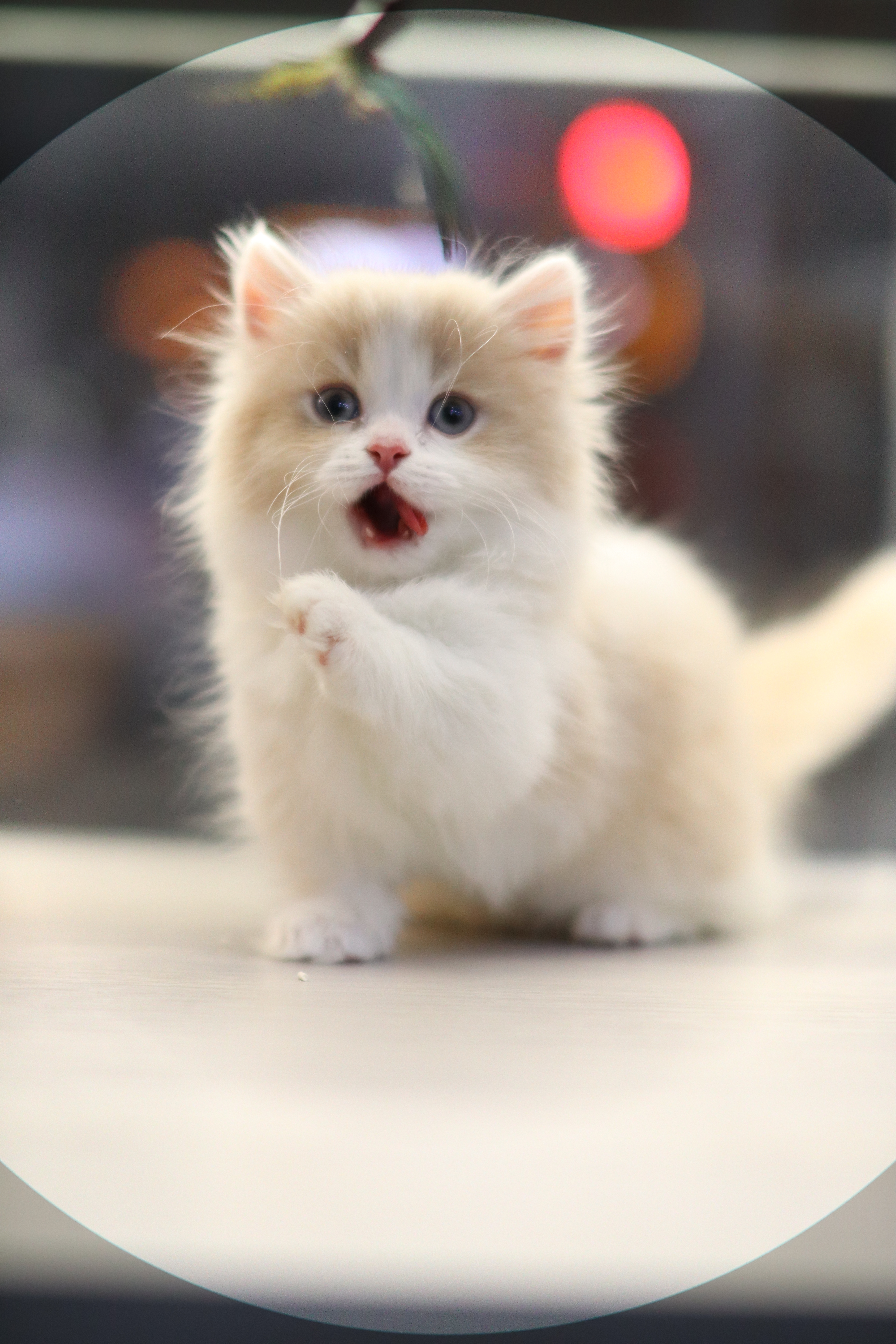 乳白 ｜ 拿破崙 ｜ 仔仔 ｜  LL