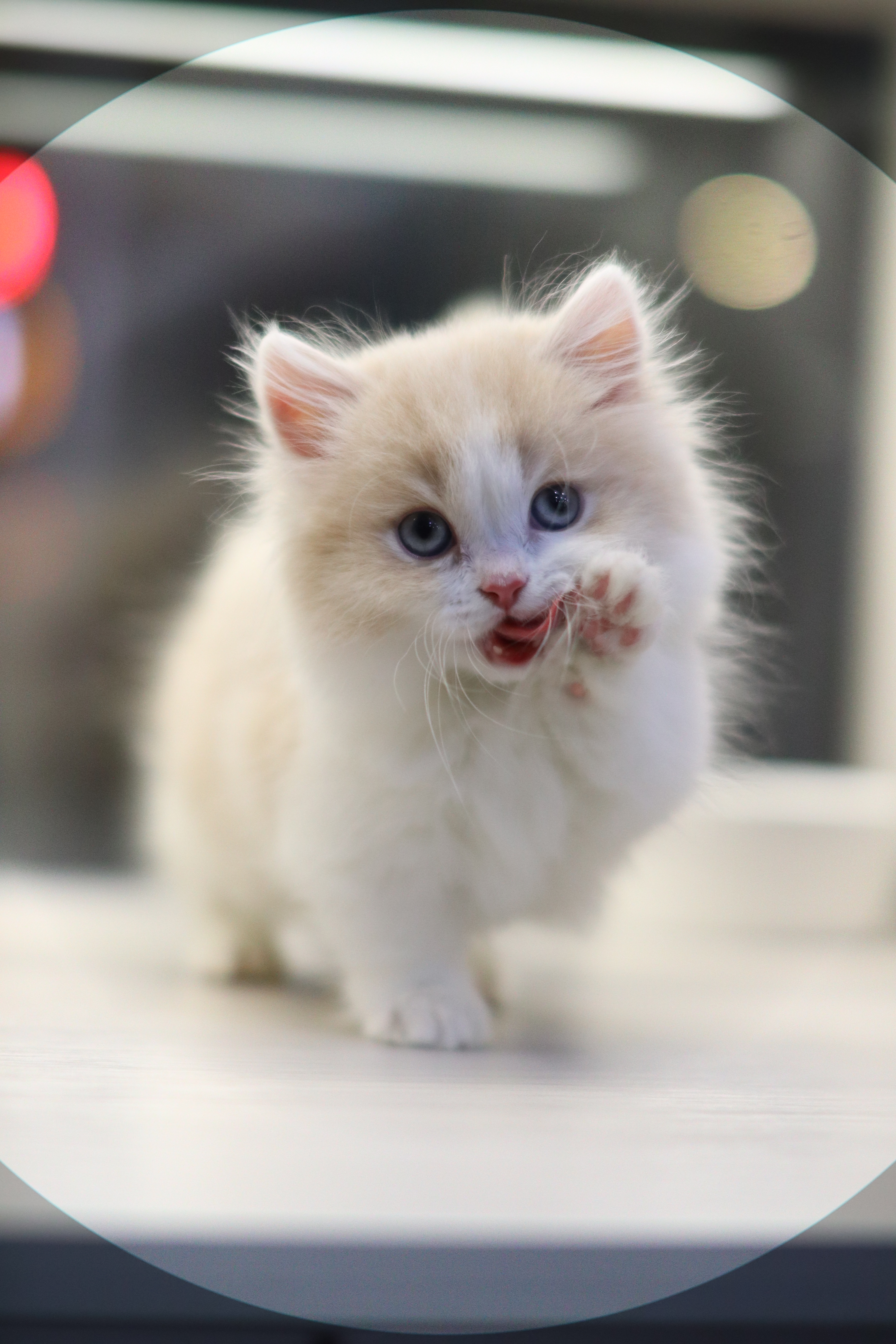 乳白 ｜ 拿破崙 ｜ 仔仔 ｜  LL