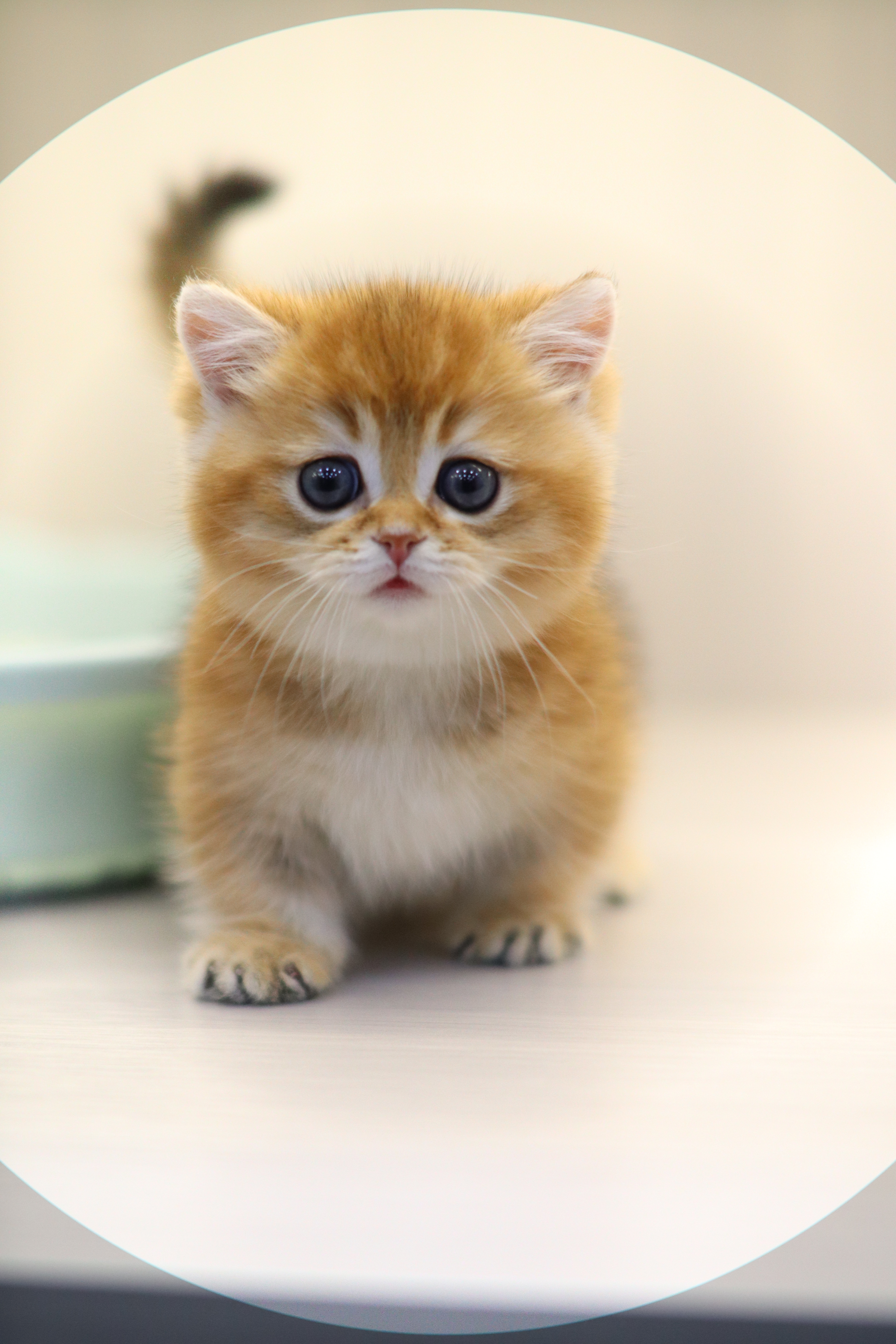 金影 ｜ 曼基 ｜ 仔仔 ｜ 大蛋