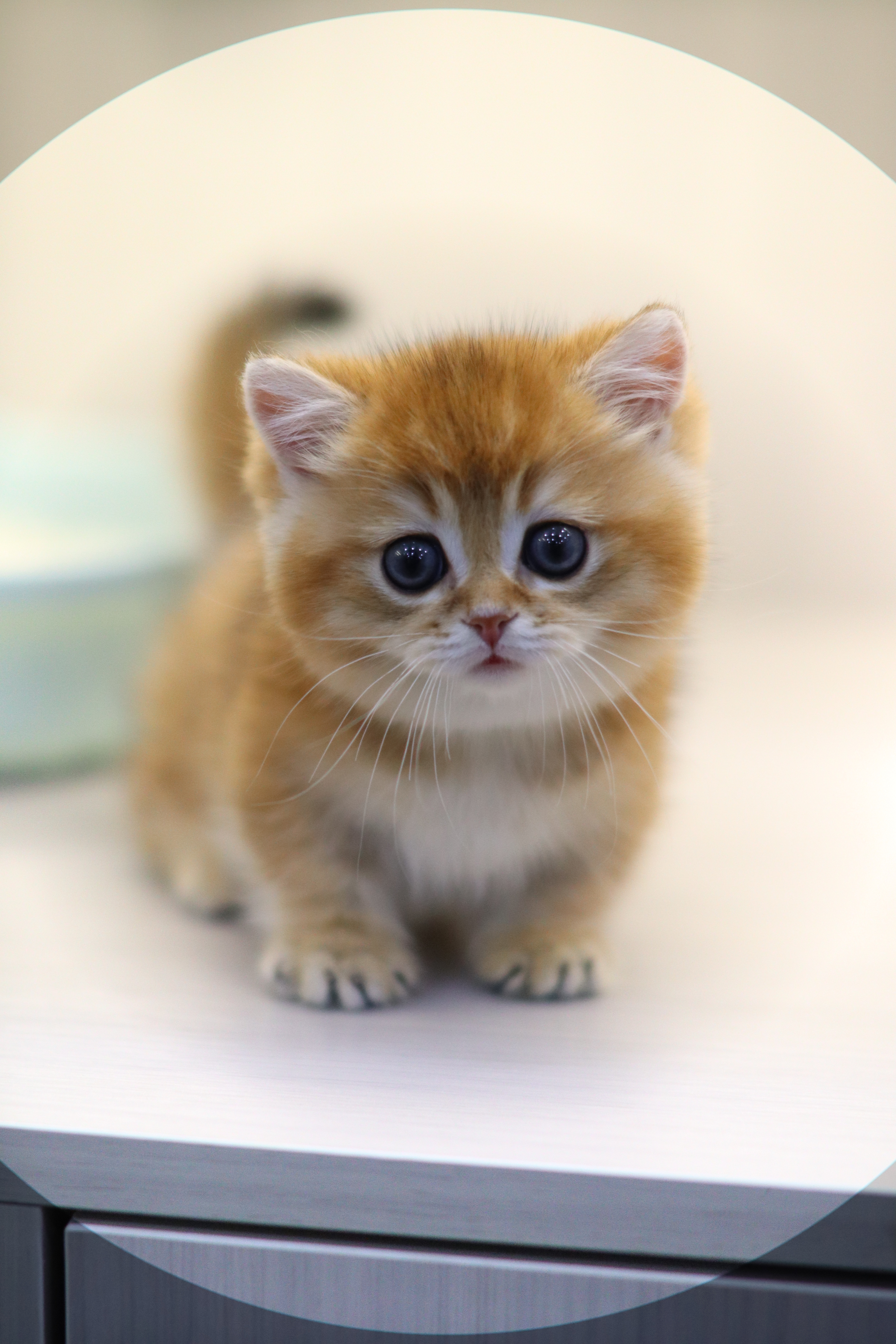 金影 ｜ 曼基 ｜ 仔仔 ｜ 大蛋