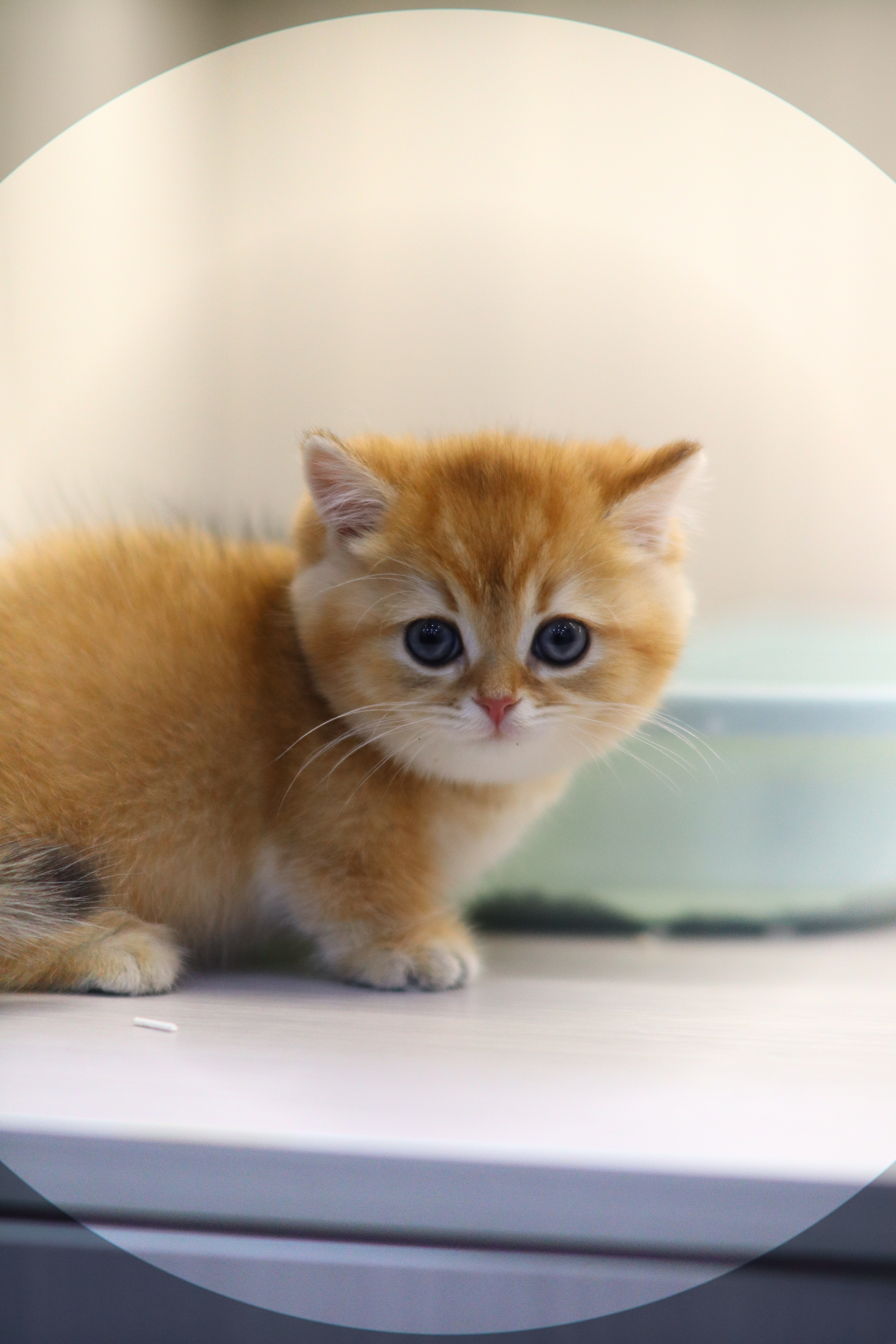 金影 ｜ 曼基 ｜ 仔仔 ｜ 細蛋