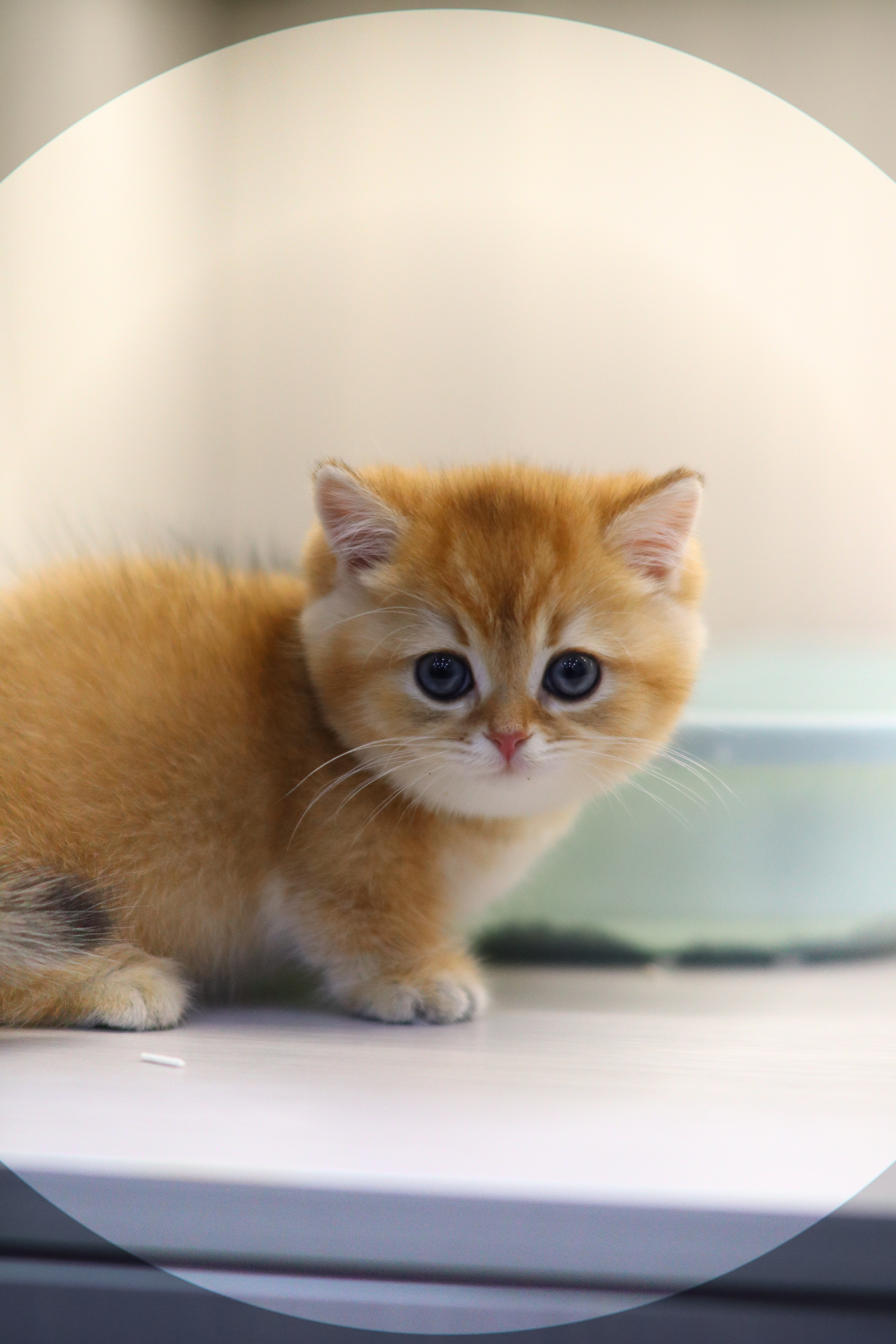 金影 ｜ 曼基 ｜ 仔仔 ｜ 細蛋