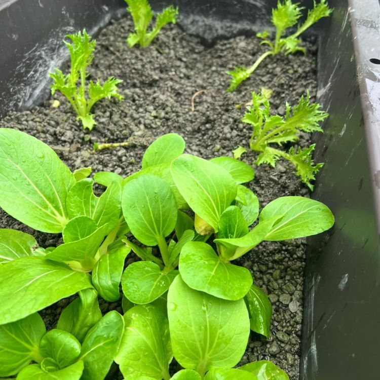 香料蔬菜種植區