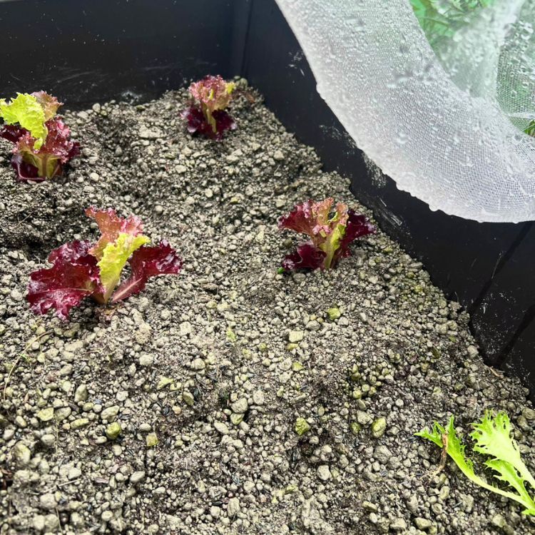 香料蔬菜種植區