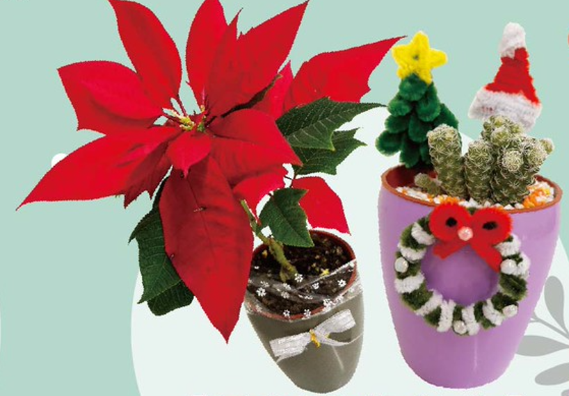 桃園院｜聖誕盆栽(限桃園市全區)