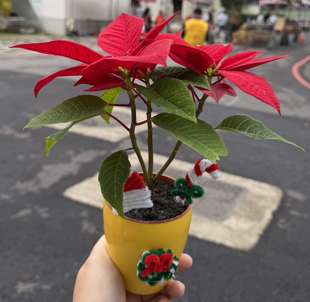 桃園院｜聖誕盆栽(限桃園市全區)