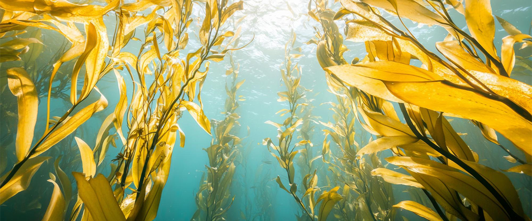 加拿大專利褐藻萃取Insea2